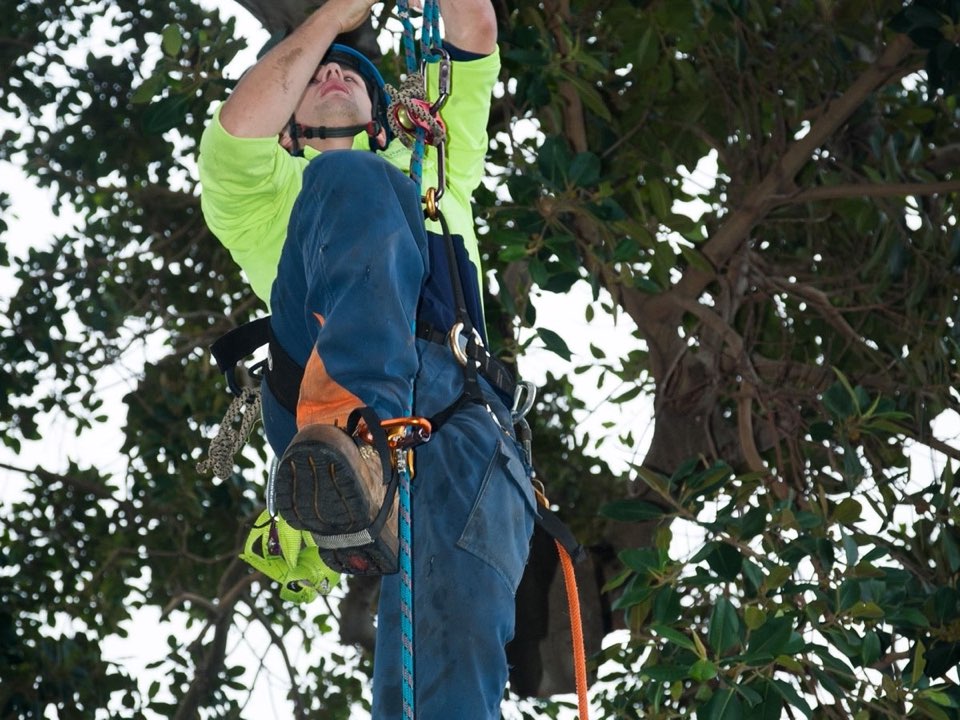 Qualified arborist working in a mature tree during a property survey in Torfaen