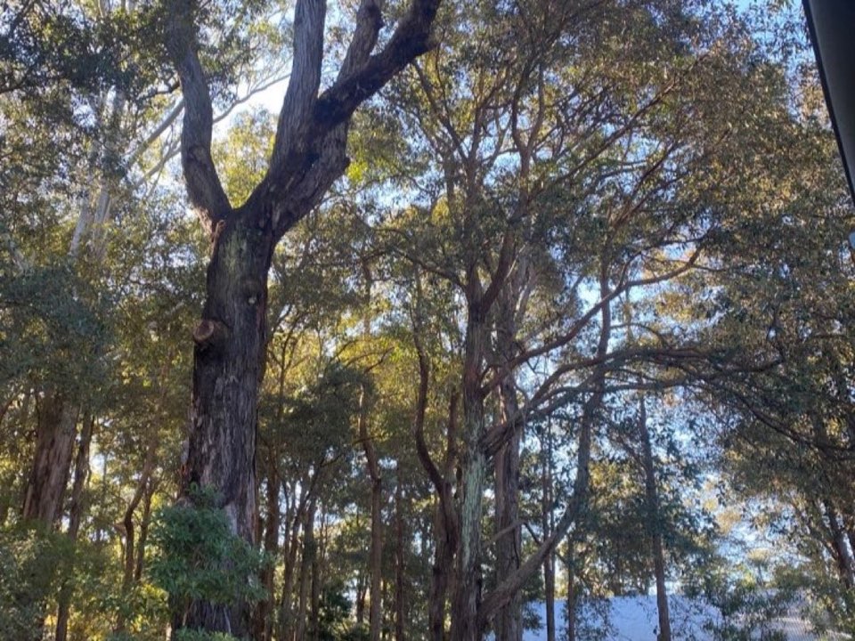 Mature trees in Torfaen parkland with a property visible in the background